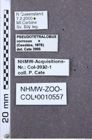 Etikette zu Pseudotetralobus corrosus (NHMW-ZOO-COL-0010557)